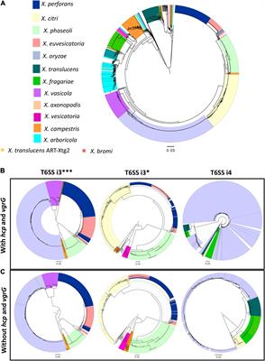 Phylogenetic Distribution and Evolution of Type VI Secretion System in the Genus Xanthomonas